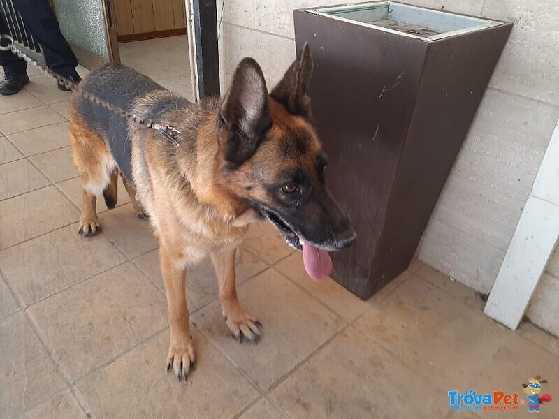 Pastore Tedesco 5anni Femmina Viveva in Terrazza al Caldo con 1altro Cagnolino! Sicilia - Foto n. 5