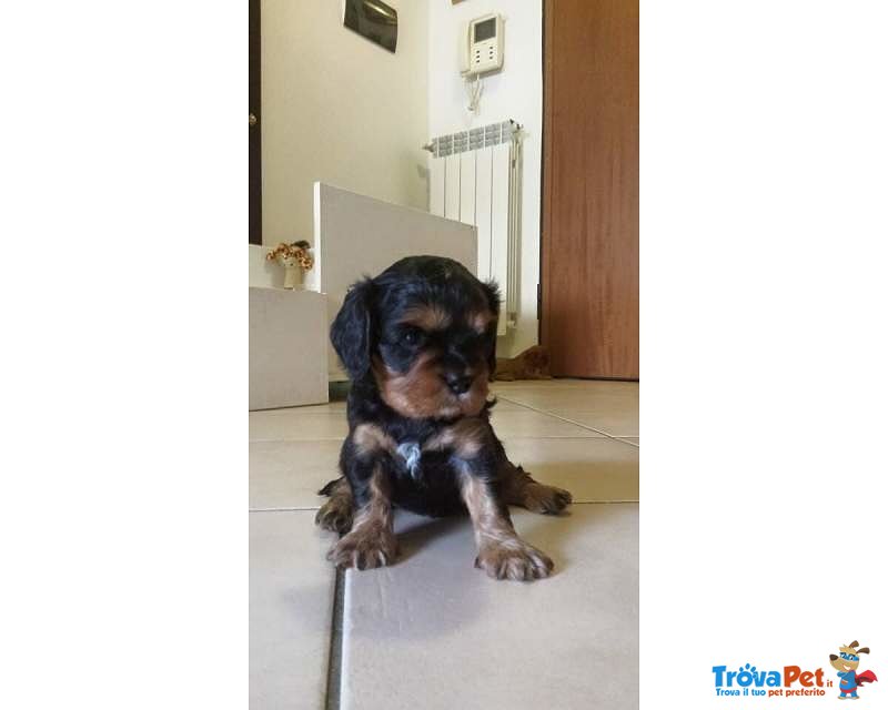 Cavalier king Black and tan Maschio con Pedigree - Foto n. 2