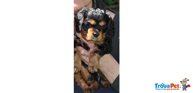 Cavalier king Black and tan Maschio con Pedigree - Foto n. 3