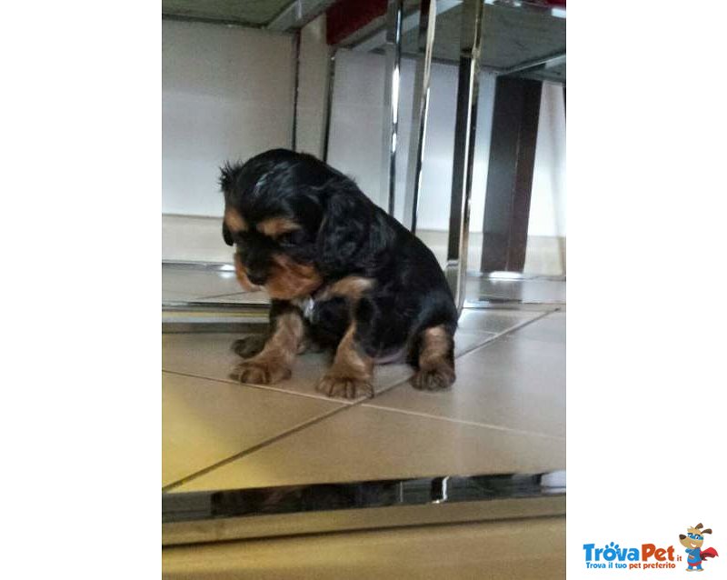 Cavalier king Black and tan Maschio con Pedigree - Foto n. 5