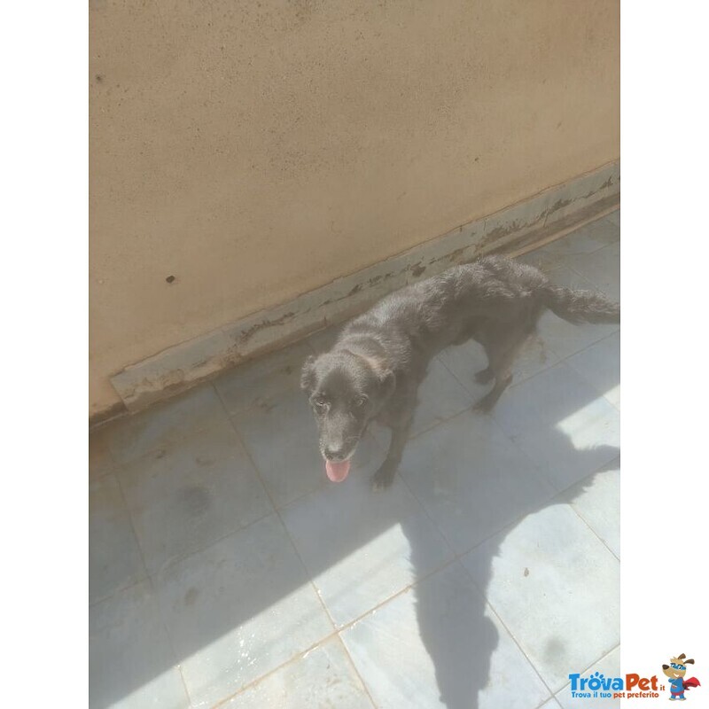 Whisky,nero,5anni,12kg Viveva sul Terrazzo/tetto Sotto il sole Della Sicilia!!salvato Serve Adozione - Foto n. 3