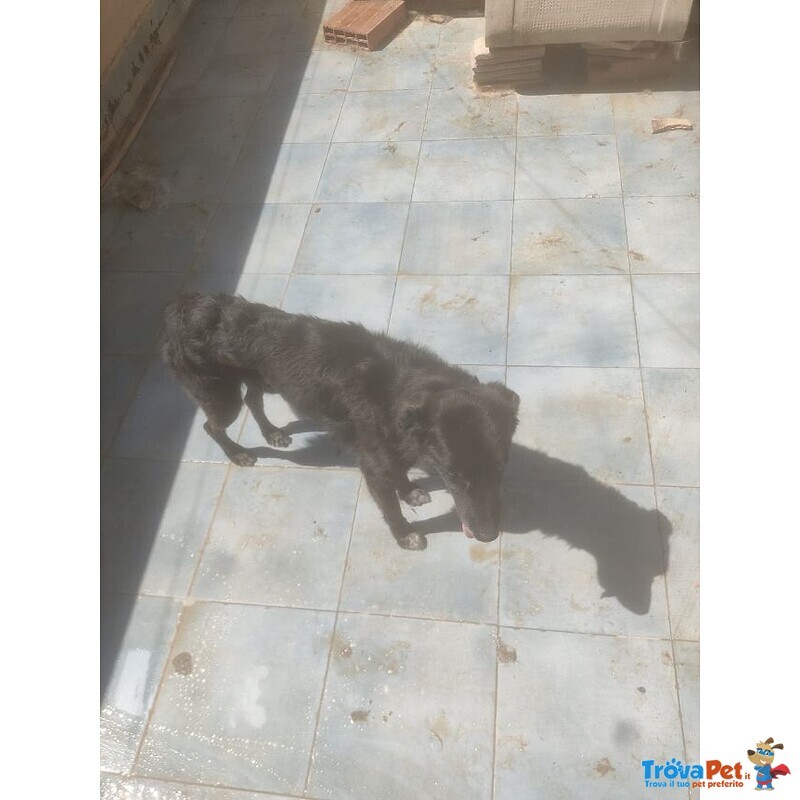 Whisky,nero,5anni,12kg Viveva sul Terrazzo/tetto Sotto il sole Della Sicilia!!salvato Serve Adozione - Foto n. 4