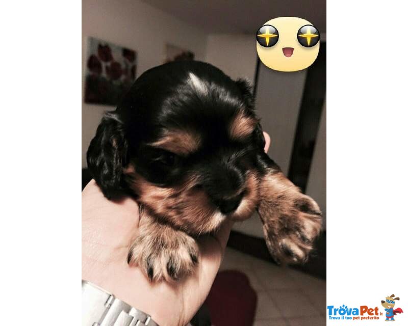 Cavalier king Black and tan Maschio con Pedigree - Foto n. 6