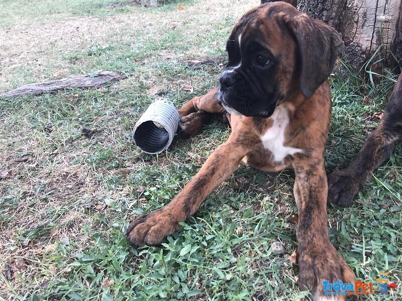 Cucciolo Vendita Cuccioli di Boxer da Privato - Foto n. 4