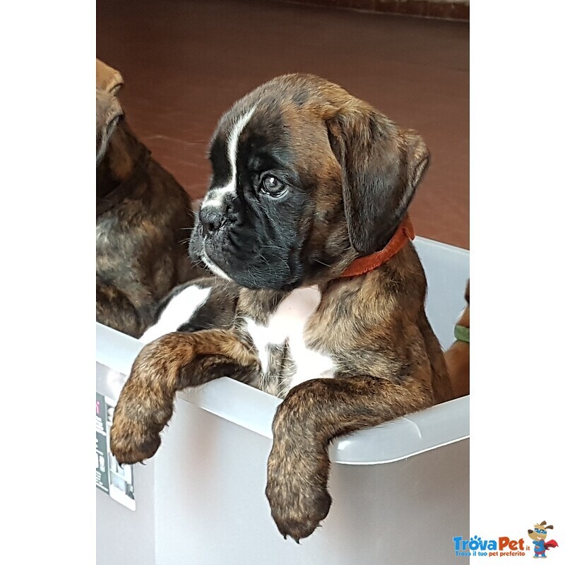 Cuccioli di Boxer - Foto n. 1