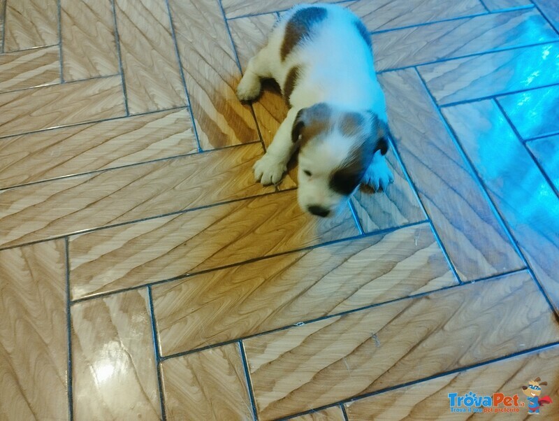 Cuccioli di jack Russel con Pedigree - Foto n. 1