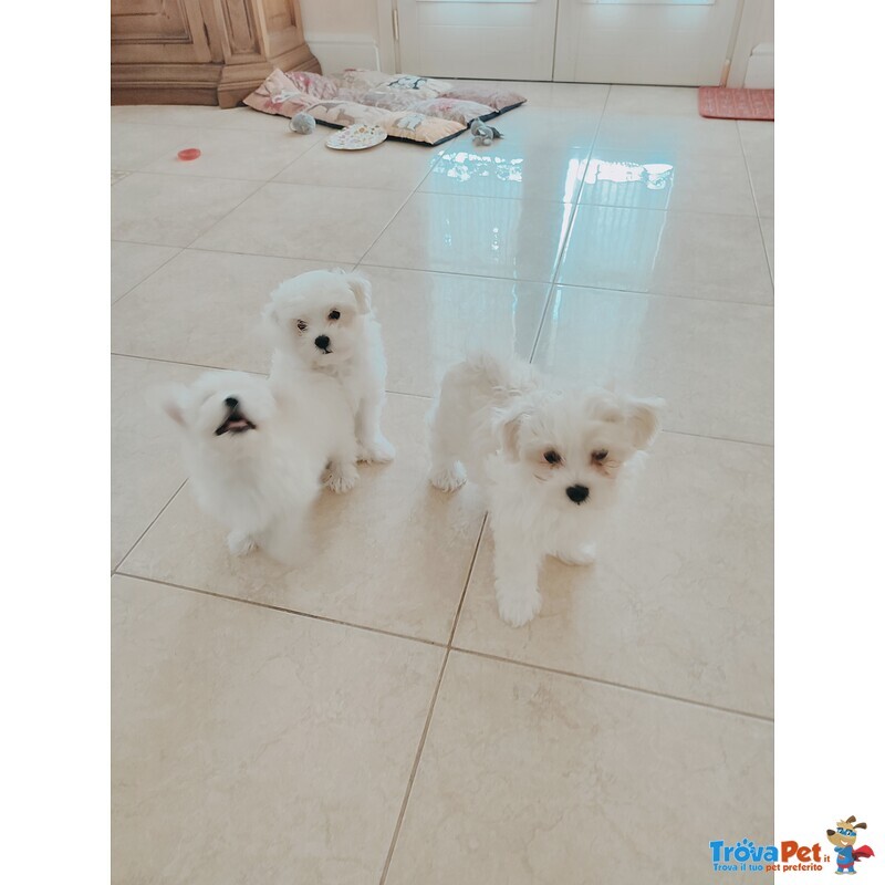 Cuccioli di puro Maltese - Foto n. 2