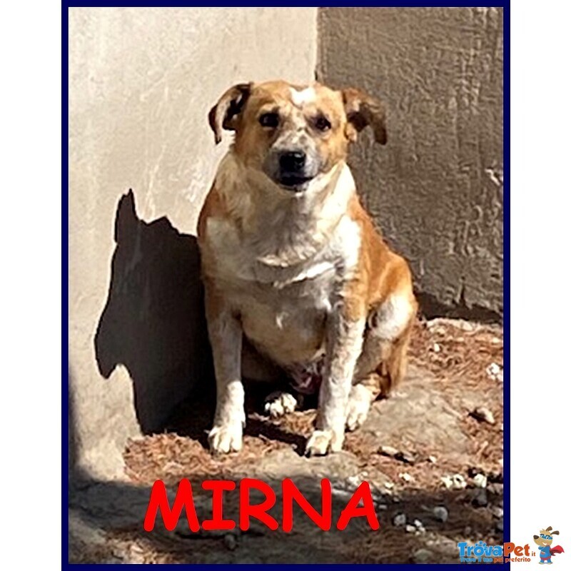 Mirna 3 anni tg Medio Piccola ha Bisogno di una Famiglia - Foto n. 1