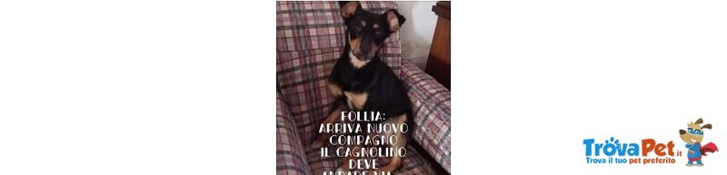 2anni Simil Segugino il Nuovo Compagno nn lo Vuole..entrerà in 1 Lager! Urgente Aiutooo Lecce - Foto n. 1