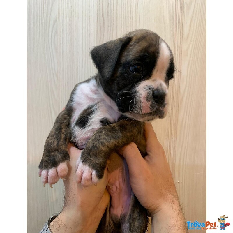 Cuccioli Boxer Allevamento - Foto n. 2