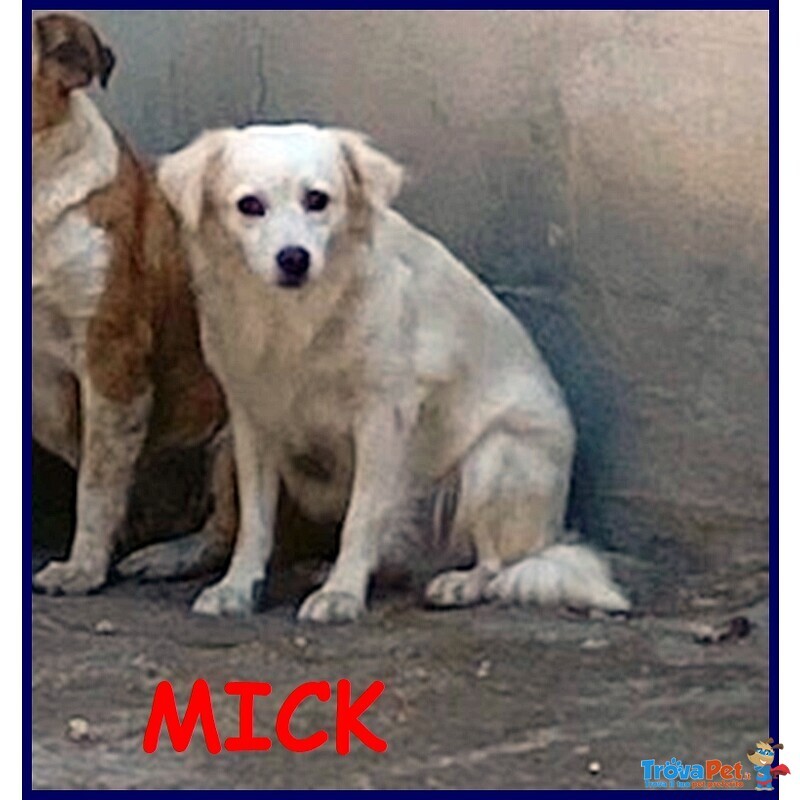 Mick 3 anni tg Medio Piccola Aspetta in Canile - Foto n. 1
