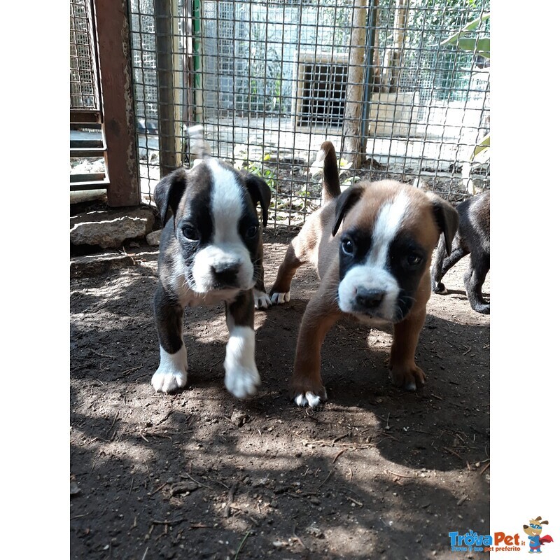 Allevamento Boxer in Puglia bari Lecce Taranto Foggia Brindisi. Cuccioli con Pedigree Enci. - Foto n. 1