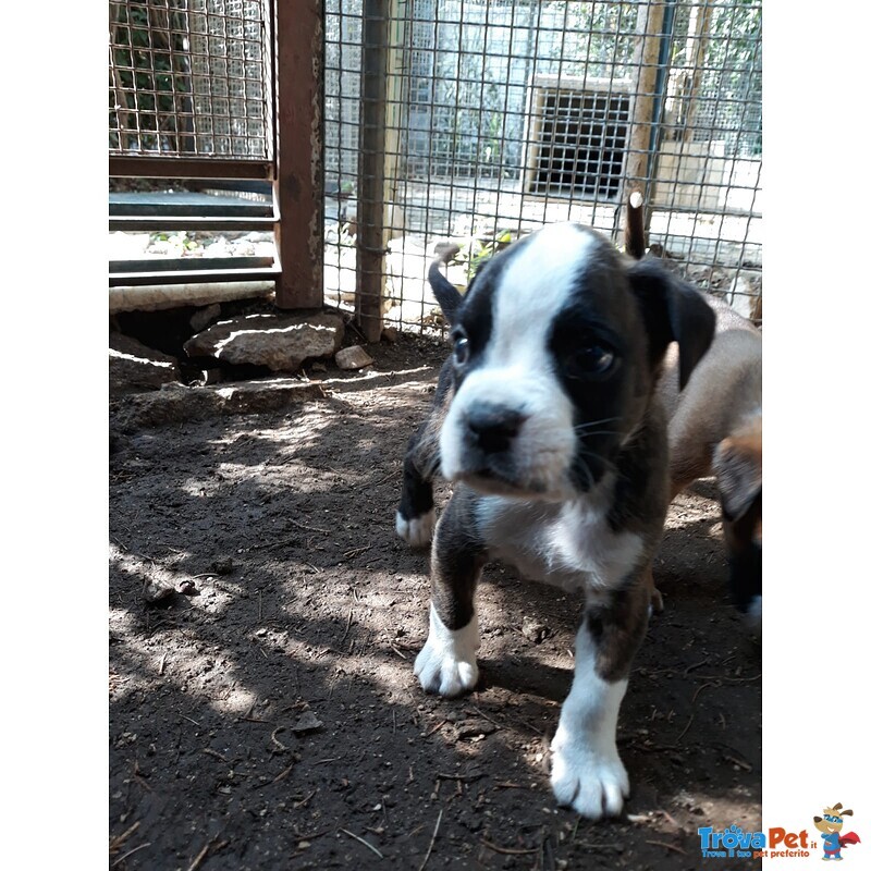 Allevamento Boxer in Puglia bari Lecce Taranto Foggia Brindisi. Cuccioli con Pedigree Enci. - Foto n. 2