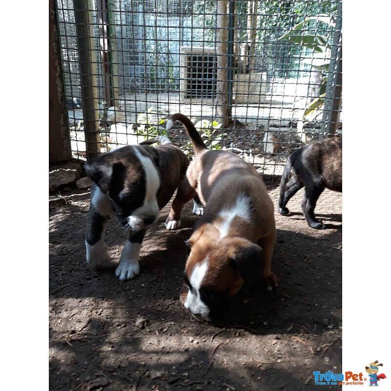 Allevamento Boxer in Puglia bari Lecce Taranto Foggia Brindisi. Cuccioli con Pedigree Enci. - Foto n. 3