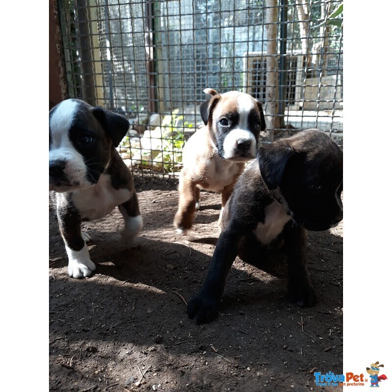 Allevamento Boxer in Puglia bari Lecce Taranto Foggia Brindisi. Cuccioli con Pedigree Enci. - Foto n. 4