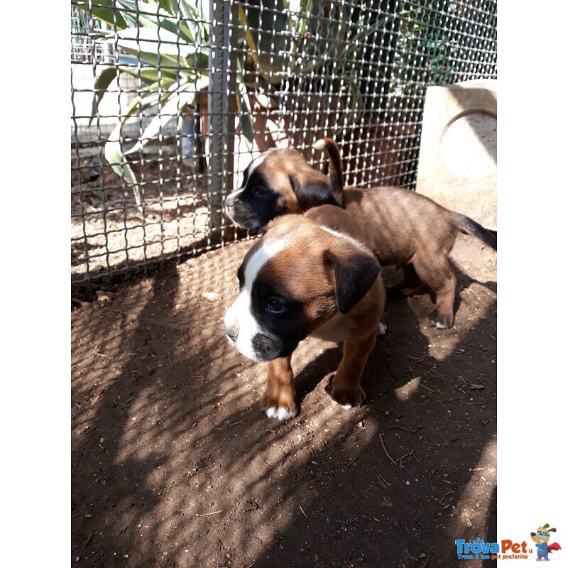 Allevamento Boxer in Puglia bari Lecce Taranto Foggia Brindisi. Cuccioli con Pedigree Enci. - Foto n. 5