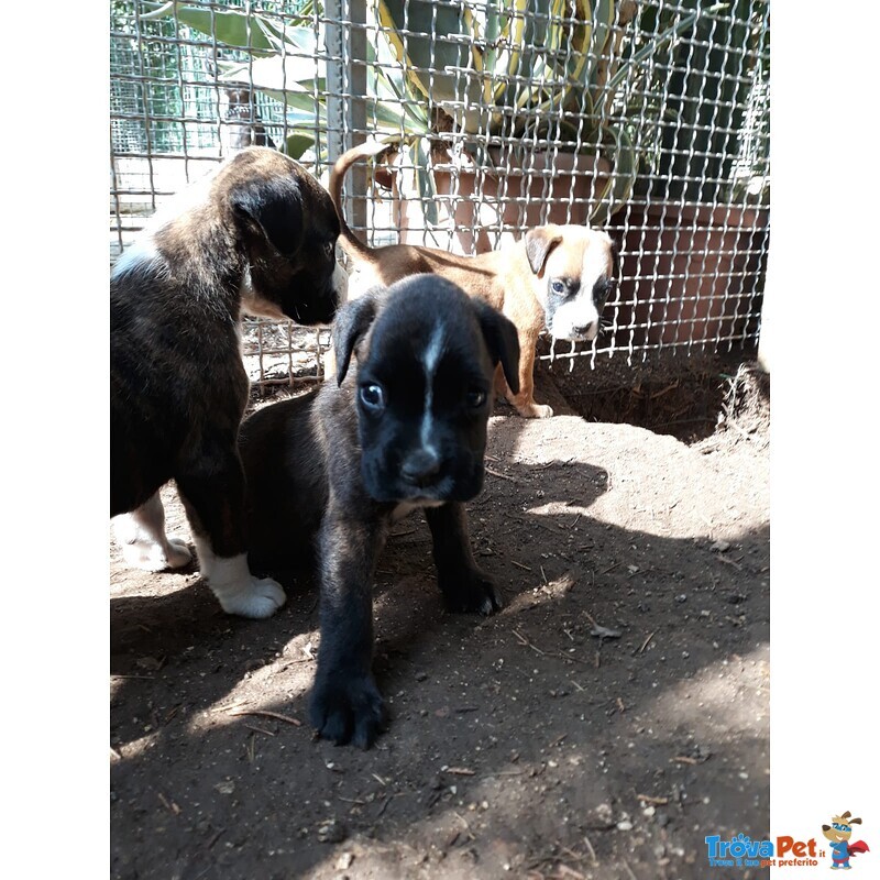 Allevamento Boxer in Puglia bari Lecce Taranto Foggia Brindisi. Cuccioli con Pedigree Enci. - Foto n. 6