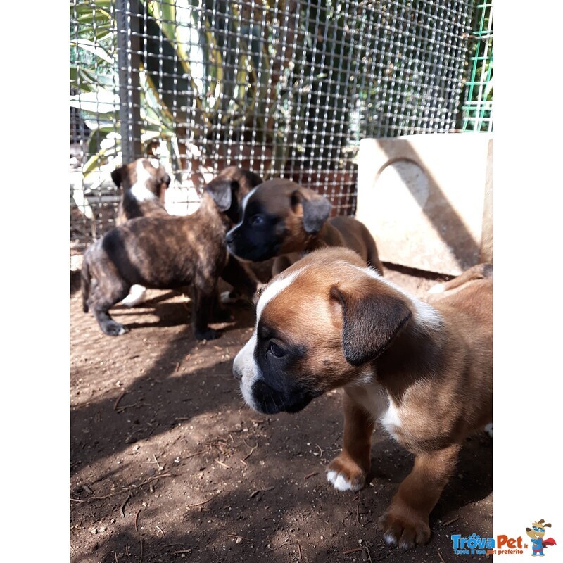 Allevamento Boxer in Puglia bari Lecce Taranto Foggia Brindisi. Cuccioli con Pedigree Enci. - Foto n. 7