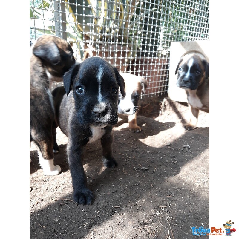 Allevamento Boxer in Puglia bari Lecce Taranto Foggia Brindisi. Cuccioli con Pedigree Enci. - Foto n. 8