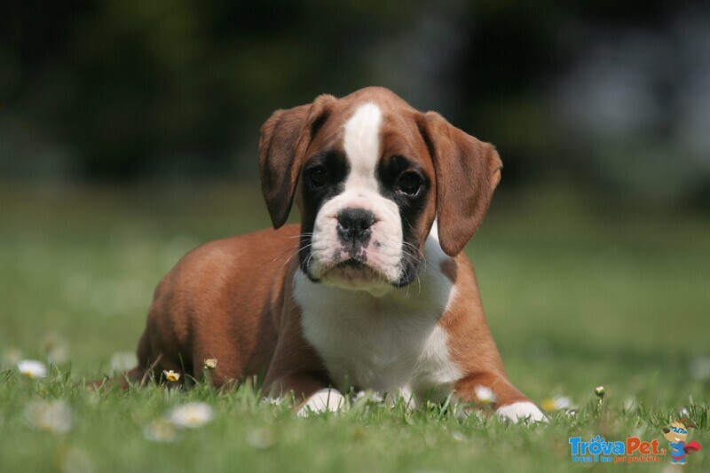 Cuccioli di Boxer da Allevamento in Puglia - Foto n. 1