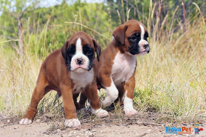 Cuccioli di Boxer da Allevamento in Puglia - Foto n. 4