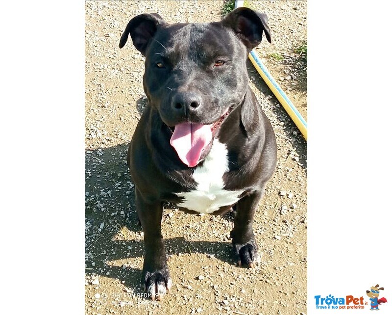 Navy Quasi 3anni Buona ed Ubbidiente Simil Amstaff Adozione Saltata Resta in box, Caserta - Foto n. 1