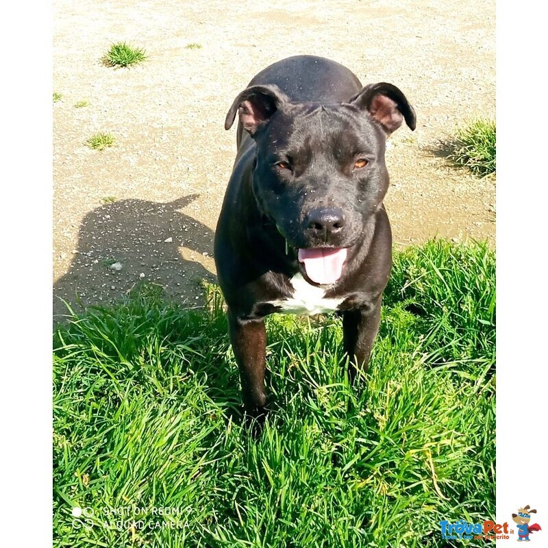 Navy Quasi 3anni Buona ed Ubbidiente Simil Amstaff Adozione Saltata Resta in box, Caserta - Foto n. 4