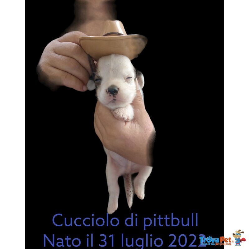 Cuccioli di Razza Pittbull - Foto n. 1