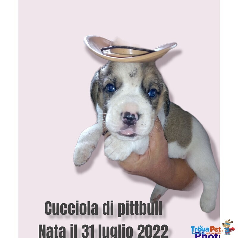 Cuccioli di Razza Pittbull - Foto n. 2