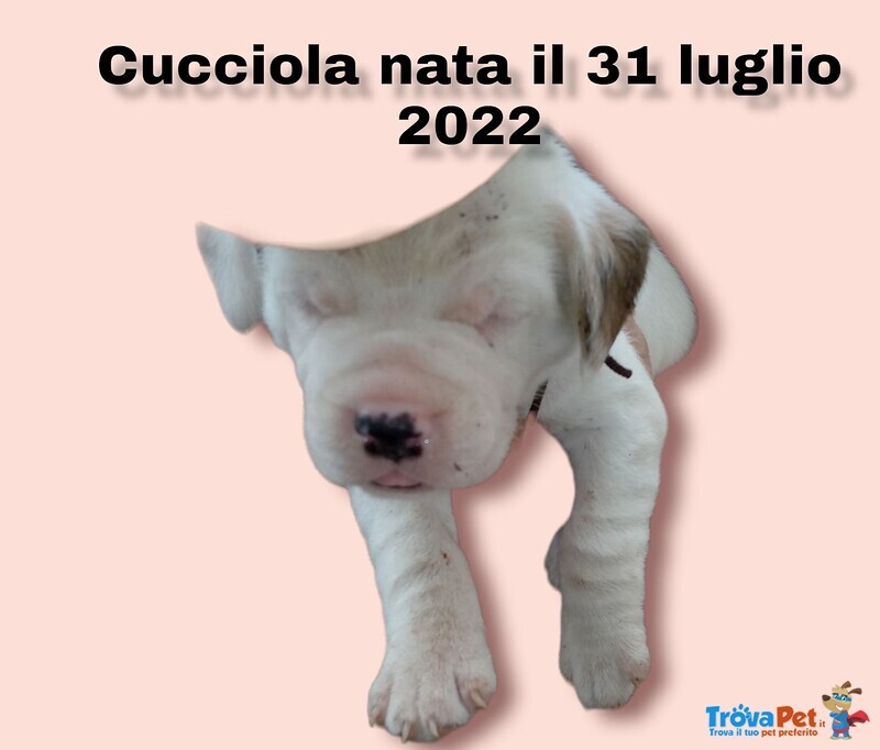 Cuccioli di Razza Pittbull - Foto n. 3