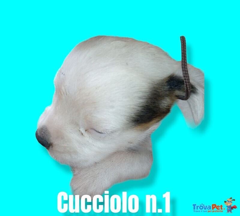 Cuccioli di Razza Pittbull - Foto n. 4