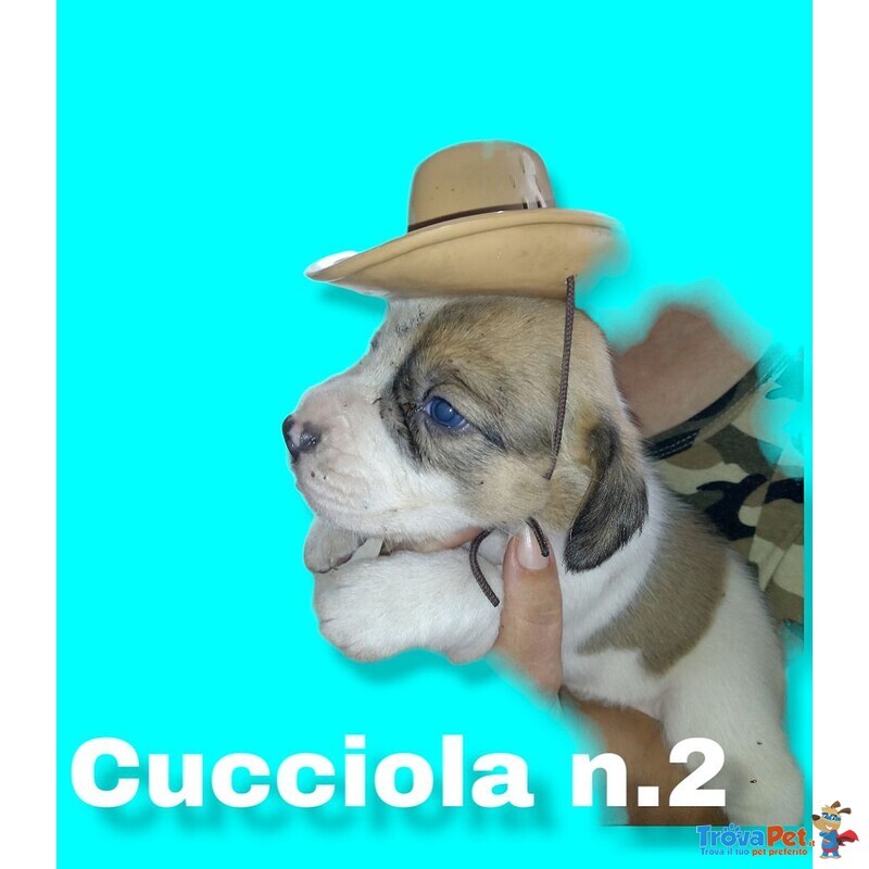 Cuccioli di Razza Pittbull - Foto n. 5