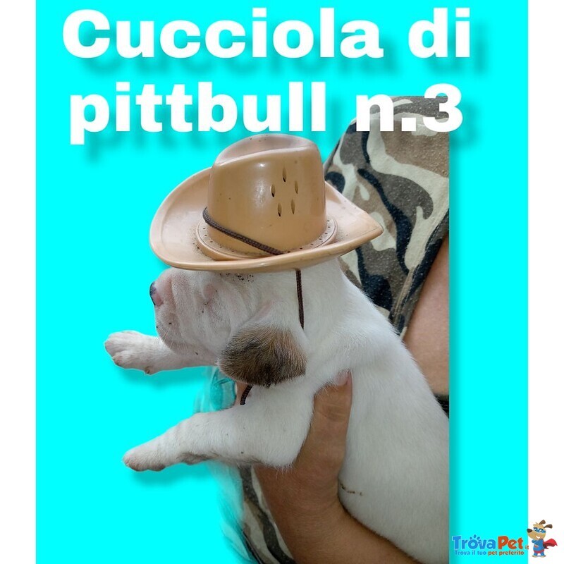 Cuccioli di Razza Pittbull - Foto n. 6