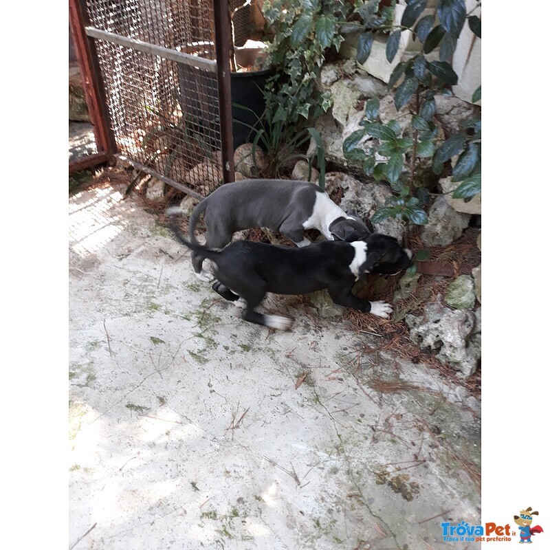 Cuccioli di Amstaff blu e Bianco e Nero - Foto n. 1