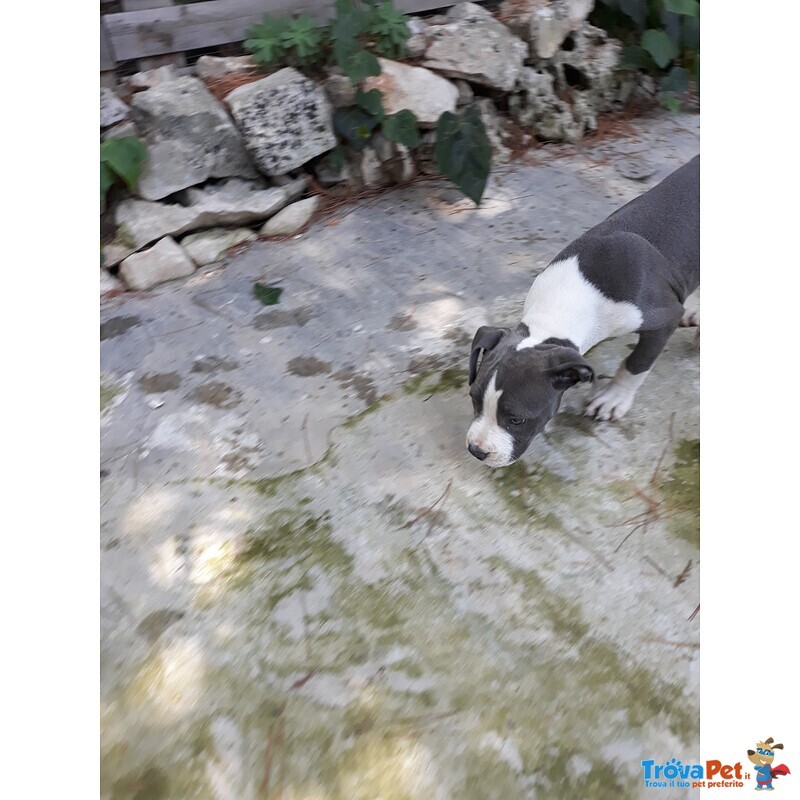 Cuccioli di Amstaff blu e Bianco e Nero - Foto n. 2