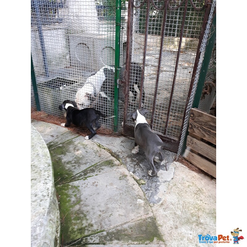 Cuccioli di Amstaff blu e Bianco e Nero - Foto n. 3