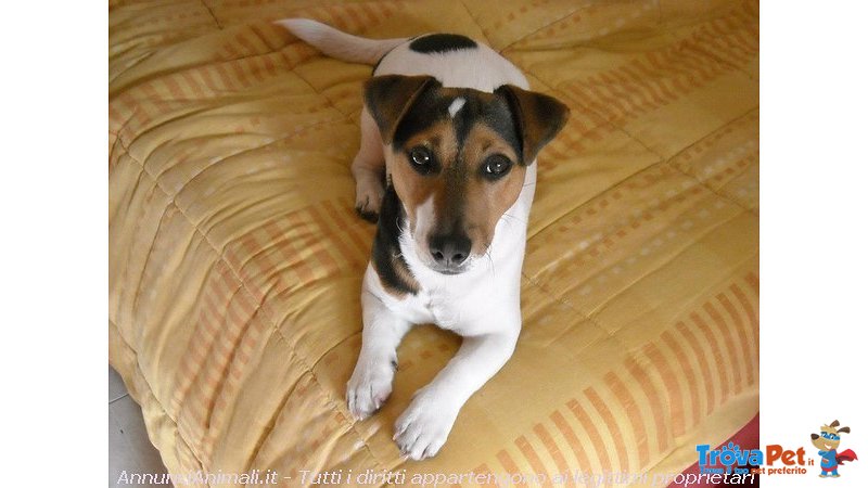 Jack Russell Pedigree Roi - Foto n. 1