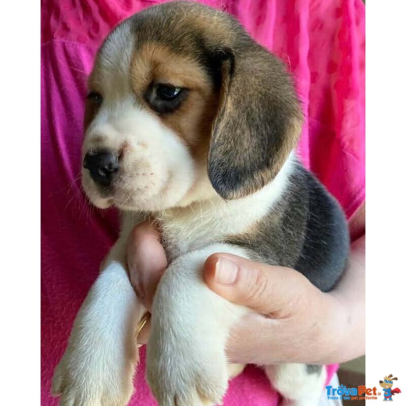 Beagle Cuccioli Piccola Taglia - Foto n. 1