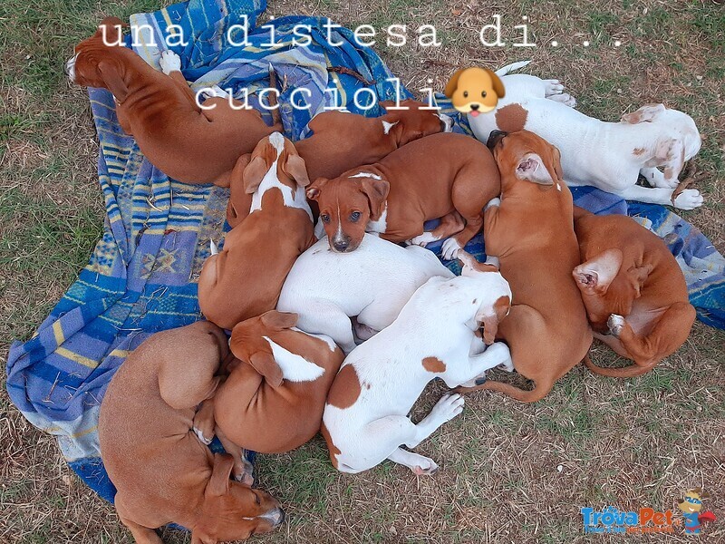 Adorabili Cuccioli American Staffordshire Terrier 90 Giorni 2regalasi - Foto n. 1