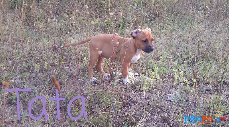 Adorabili Cuccioli American Staffordshire Terrier 90 Giorni 2regalasi - Foto n. 5