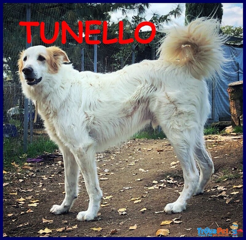 Tunello Simil Maremmano 6 anni Patatone Supercoccoloso - Foto n. 1