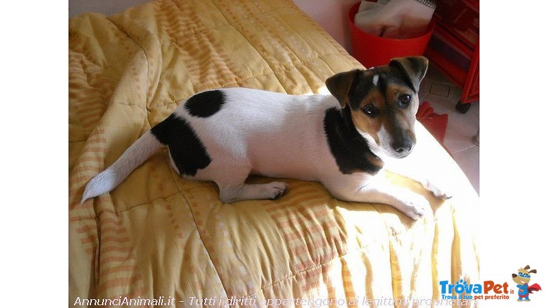 Jack Russell Pedigree Roi - Foto n. 2