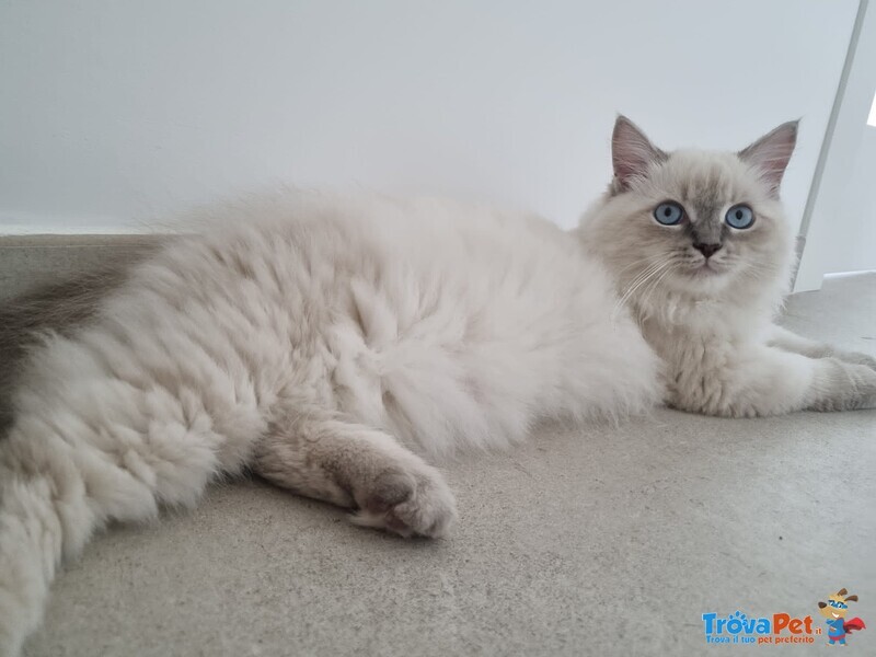 Gatto Siberiano Bianco Disponibile per Accoppiamento - Foto n. 1