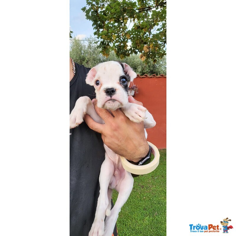 Meraviglioso Cucciolo Maschio di Boxer Bianco - Foto n. 1