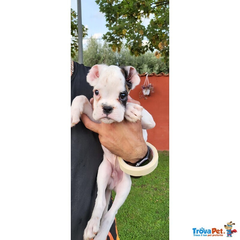 Meraviglioso Cucciolo Maschio di Boxer Bianco - Foto n. 2