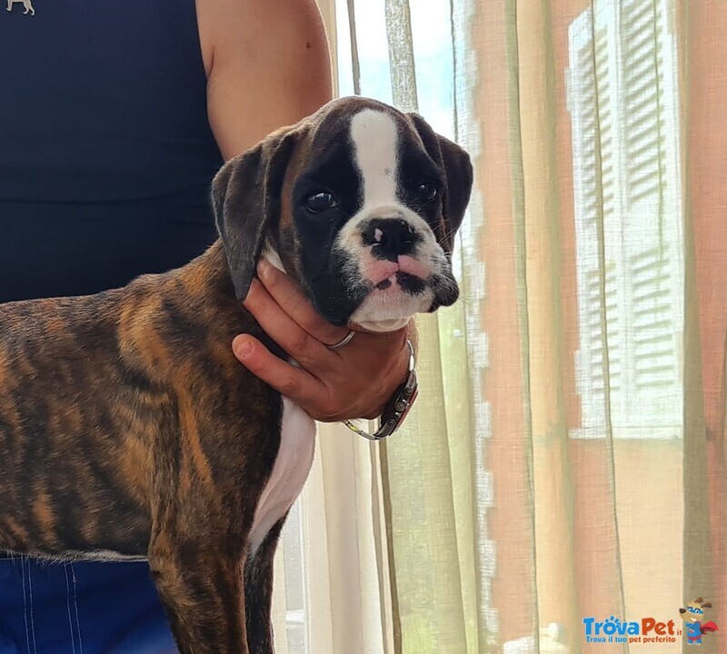 Bellissimi e Tenerissimi Cuccioli Maschi di Boxer di Altissima Genealogia - Foto n. 2