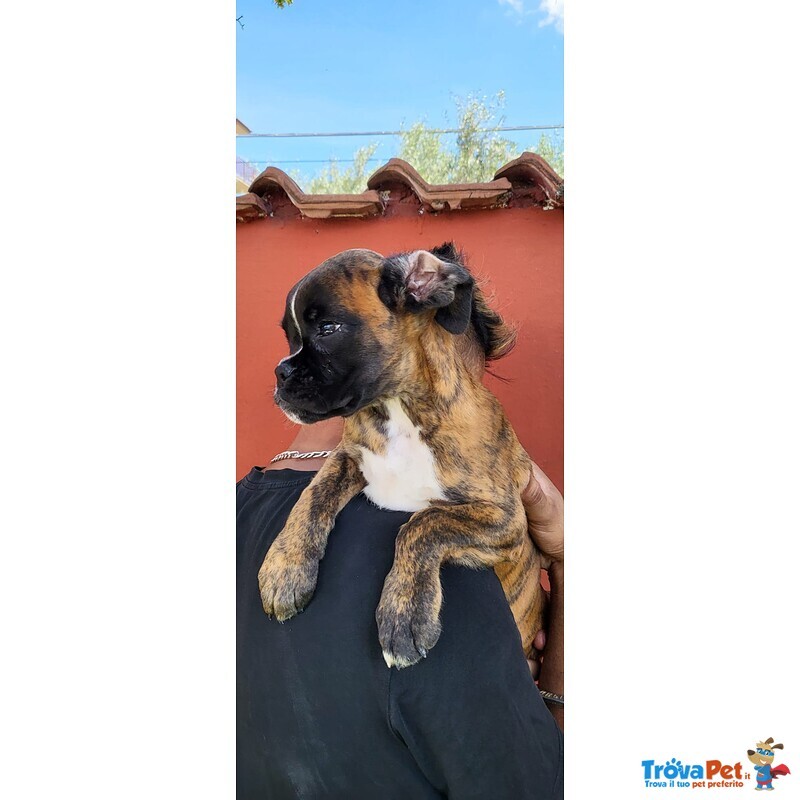 Bellissimi e Tenerissimi Cuccioli Maschi di Boxer di Altissima Genealogia - Foto n. 4