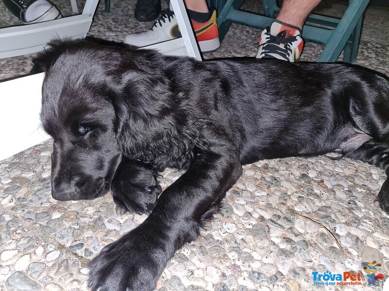 Cocker Spaniel Inglese Nero - Foto n. 2