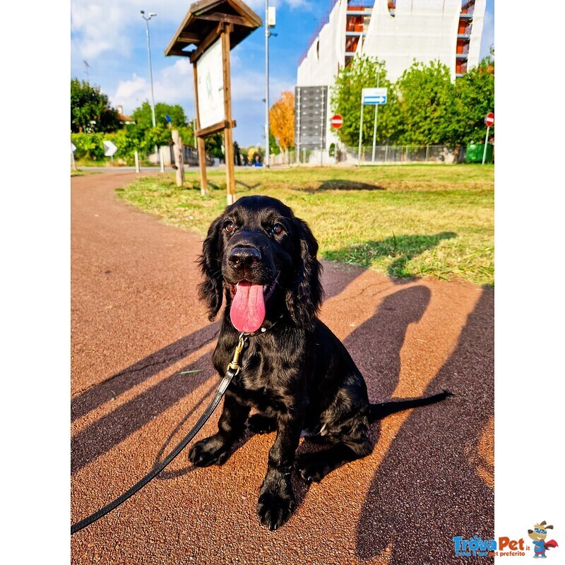 Cocker Spaniel Inglese Nero - Foto n. 1