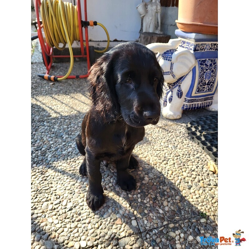 Cocker Spaniel Inglese Nero - Foto n. 3